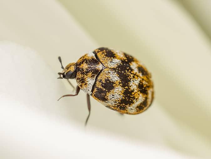 varied carpet beetle on a sheet inside new jersey home