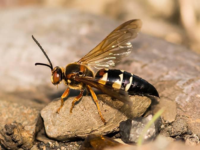 cicada killer wasp outside a sandbox where new jersey children are playing