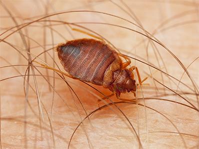 scabies bed bugs