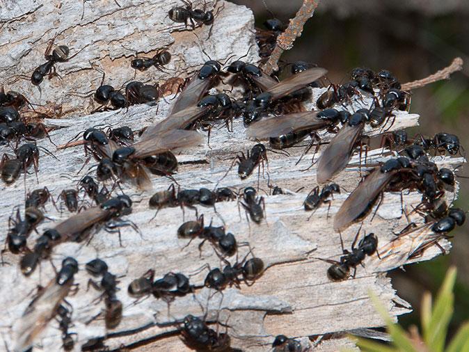 Flying Ants In New Jersey On A Log 