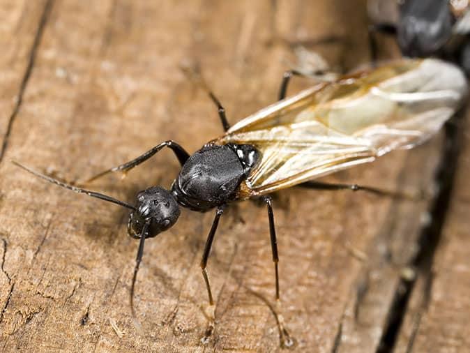 tiny ants with wings in kitchen        <h3 class=