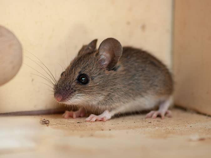 mouse inside a saddle brook nj home