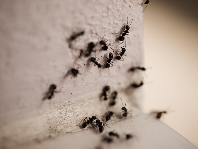 carpenter ants inside a paramus nj home