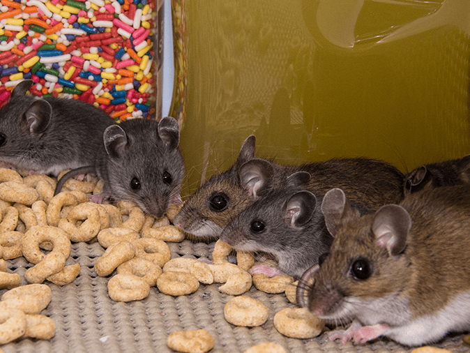 How to Keep Mice Out of Your Home - Arrow Termite & Pest Control