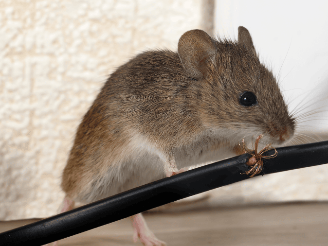 house mouse inside a new jersey home chewing on a wire