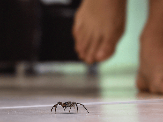 spider crawling across floor in front of homeowner
