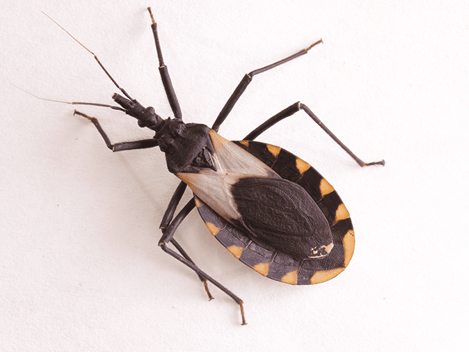 kissing bug in new jersey
