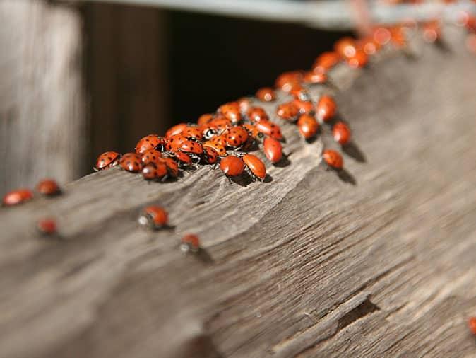 Ladybug Pest Control NY, NJ & CT