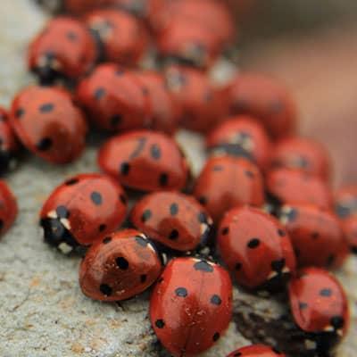 lady bugs gathering outside a millburn nj home