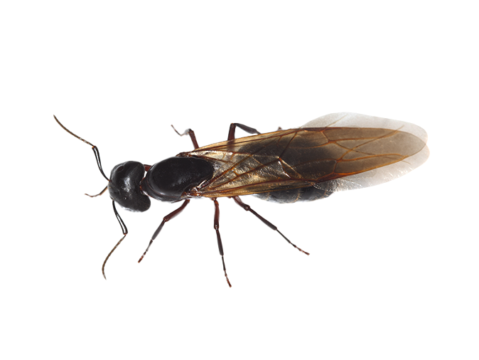 types of winged ants with long stingers