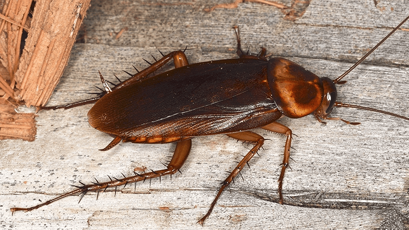 roaches crawling around nj home