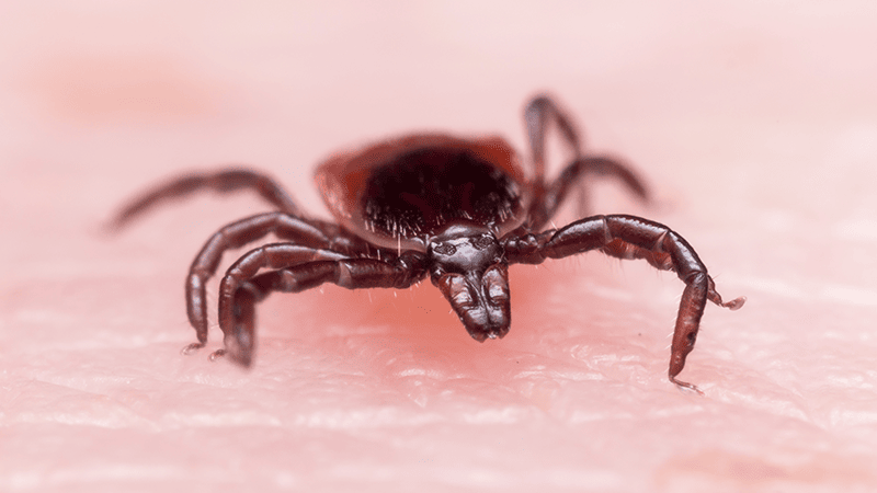 engorged tick and other stages of ticks