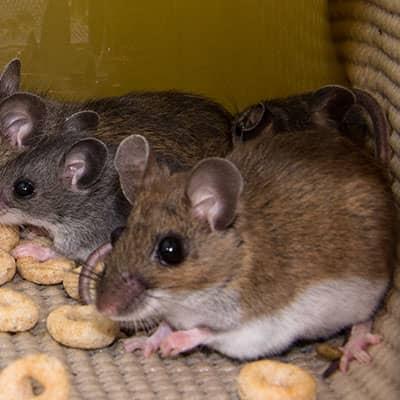 mice eating cereal in a kitchen pantry