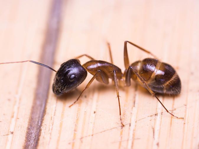 up close of a carpenter ant inside a new jersey home