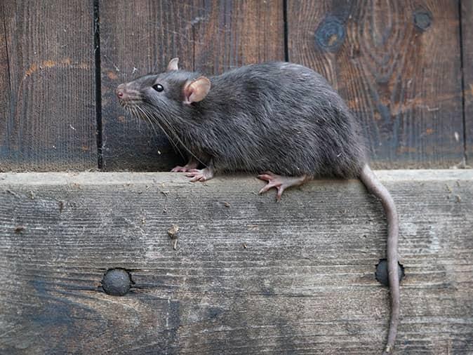norway rat on a fence outside new jersey home