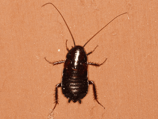 oriental cockroach on a brown wall inside a new jersey basement