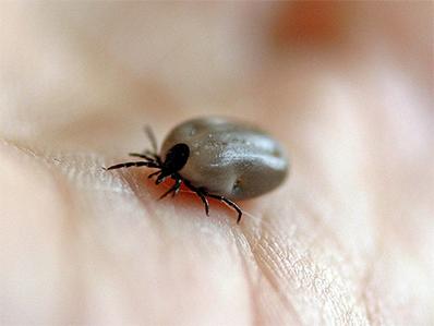 american dog tick on a person