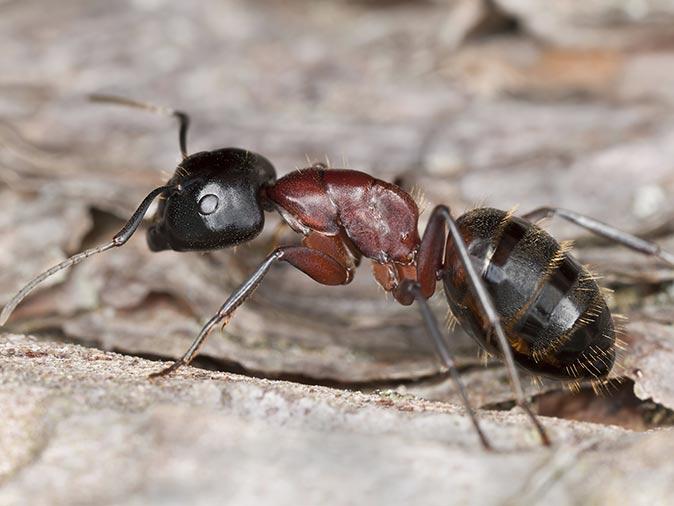 carpenter ant on a kitchen floor in a livingston nj home