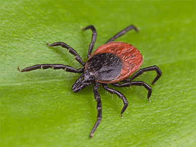 tick crawling on a new jersey houseplant