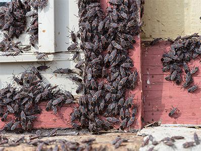 swarm of box elder bugs around a window on NJ home