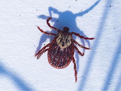 brown dog tick on the side of a nj home in the spring
