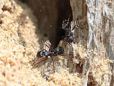 carpenter ant damage inside a new jersey home