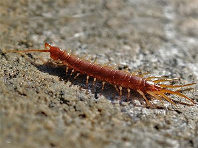 centipede on new jersey driveway looking for food