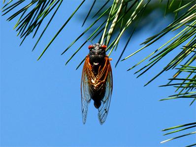 cicada on a tree outside new jersey home