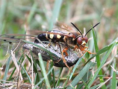 cicada killer wasps dragging a dead cicada down into its nest in the ground outside a new jersey home