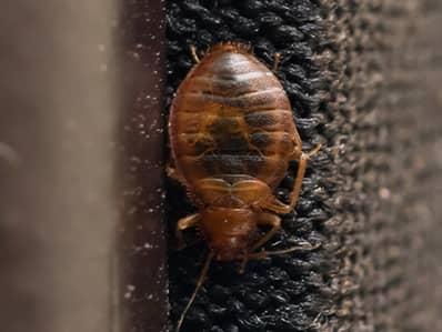 bed bug on a north caldwell home