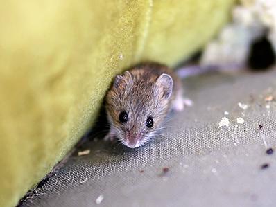 house mouse outside new jersey home searching for food
