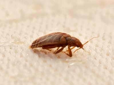 bed bug crawling on a new jersey bed