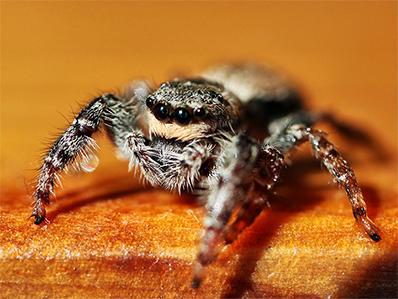 jumping spider on a cutting board in a new jersey kitchen