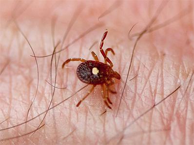 lone star tick attached to human arm