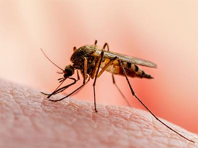 mosquito sucking human blood