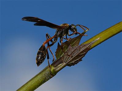 mud dauber on a plant stalk outside a new jersey homes window