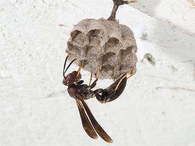 paper wasps on it's nest above new jersey homeowners on their deck