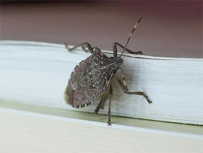 stink bug crawling on home in freehold, nj