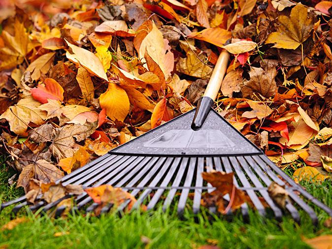 raked up leaves in bergen county yard attracting pests