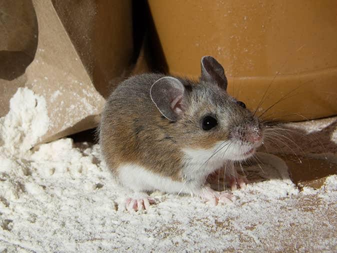 mouse inside a new jersey pantry looking for food