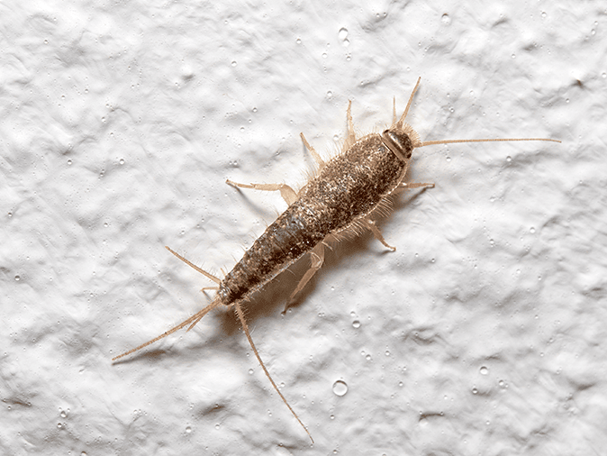 silverfish in mercer county, nj