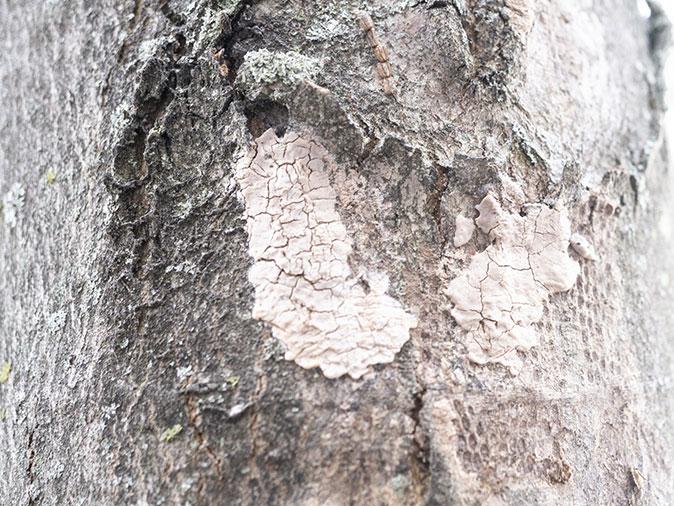 tree damage on paramus property from spotted lanternflies