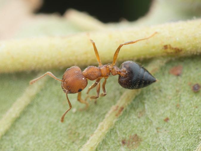 acrobat ant on a leaf outside a new jersey home