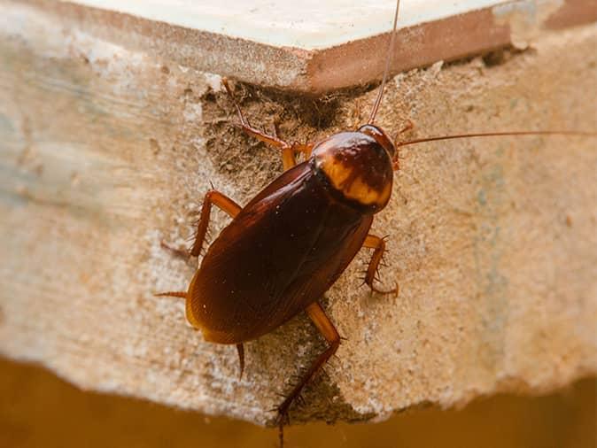 cockroach on the corner of a nj bathroom sink