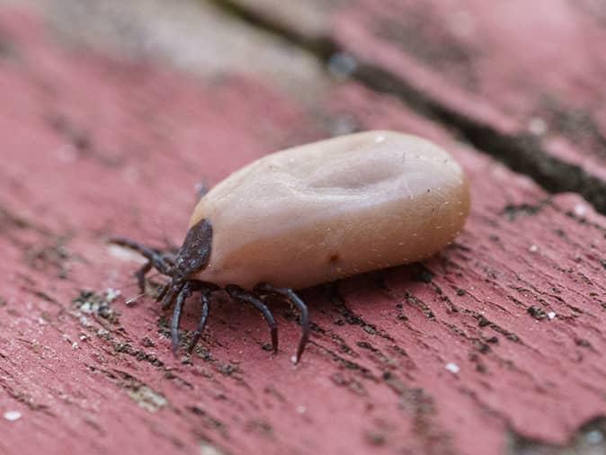 american dog tick on a new jersey deck