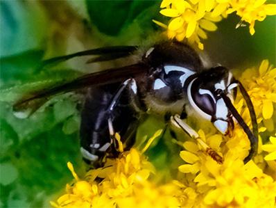 baldfaced hornet outside of a new jersey home in flower garden