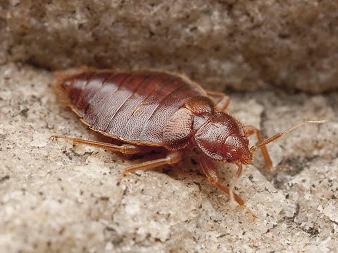 bugs that look like bed bugs