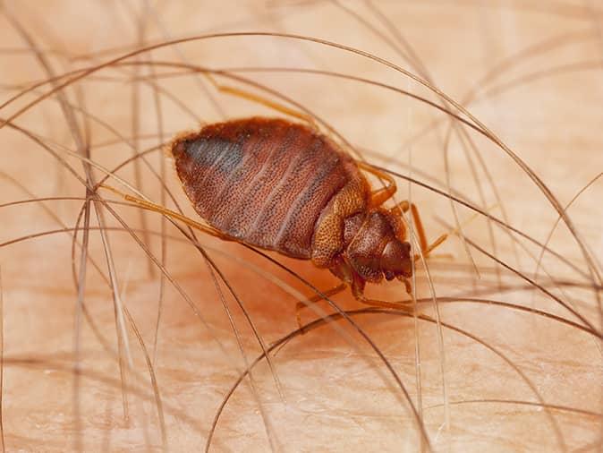 Bed Bug Identification Guide