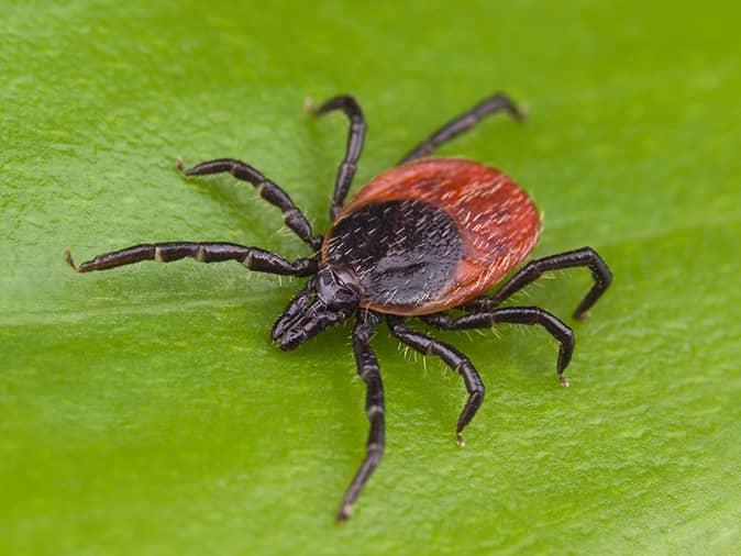 deer tick on a leaf on the edge of a new jersey property
