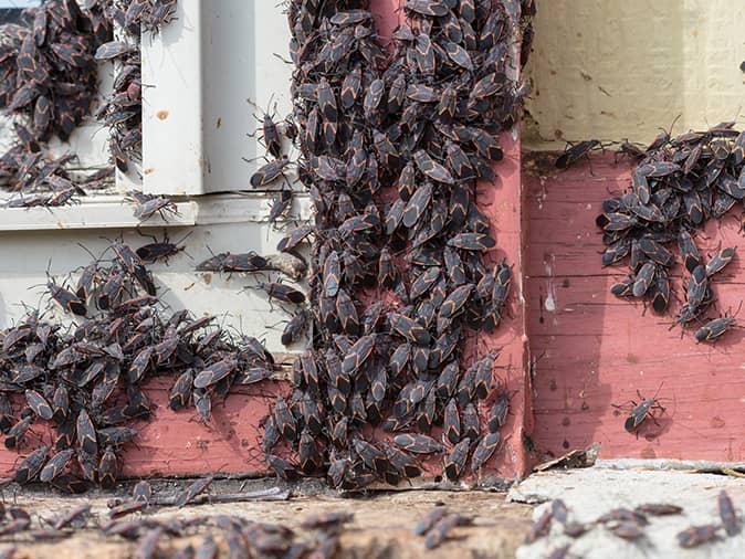 cluster of box elder bugs outside a new jersey home on a damaged window